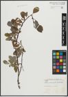 Foto von Salix arctophila Cockerell ex A. Heller